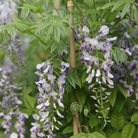 Chinese blauwe regen - Wisteria sinensis ‘Prolific' 50-60 cm | bol.com