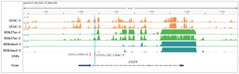 A Functional Regulatory Variant of FGF9 Gene Affected the Body Weight ...