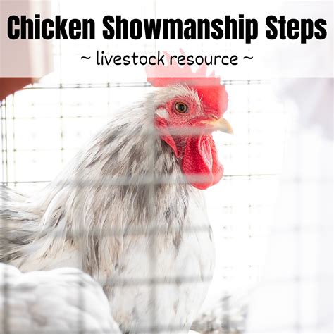 4-H Chicken Showmanship Steps - The Pioneer Chicks