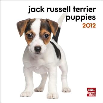 Buy Jack Russell Terrier Puppies 2012 Mini Calendar Book Online at Low ...
