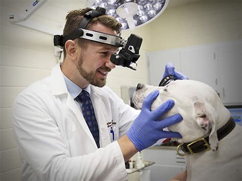 Best Pets Eye Hospital in Faridabad | Ophthalmology Hospital