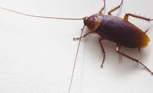 Cockroach Armor 的图像结果