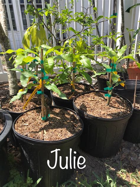 Image result for Dwarf Mango Tree Care