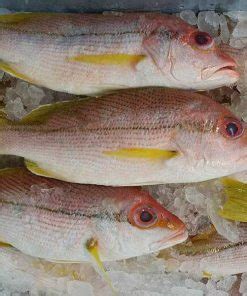 Image result for Tropical Snapper