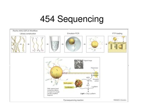 454 Pyrosequencing Steps 的图像结果