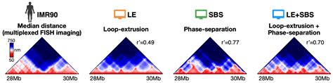 Polymer Models of Chromatin Imaging Data in Single Cells
