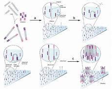 flow cell illumina cluster generation by bridge lification of illumina a flow cell illumina cluster generation by bridge lification of illumina a