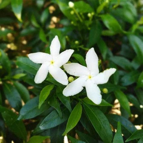 Buy Srilankan Tagar (White) - Plant online from Nurserylive at lowest ...