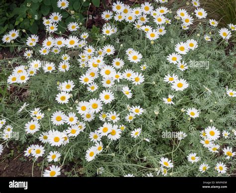 White Daisy Flower