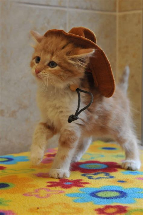 15 Cat Cowboy Hat Pictures That Will Melt Your Heart - Society19