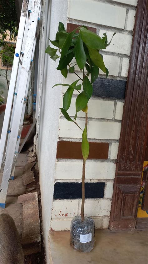 Hug A Plant | Kili Njaval (Ardisia elliptica) Fruit/Medicinal Live ...