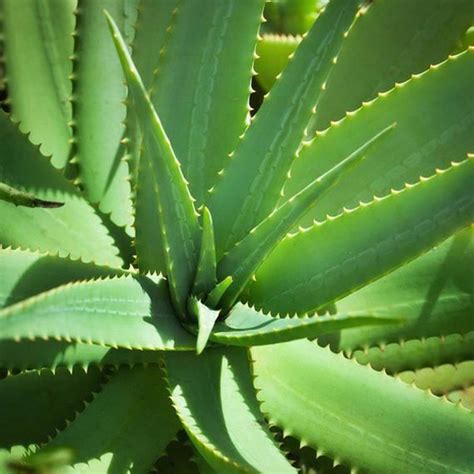 Della By Jimmy Mistry