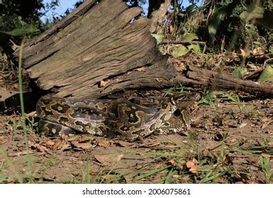 Image result for South African Python