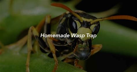 Paper Wasp Trap