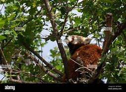 Image result for Cute Red Panda Drinking Boba
