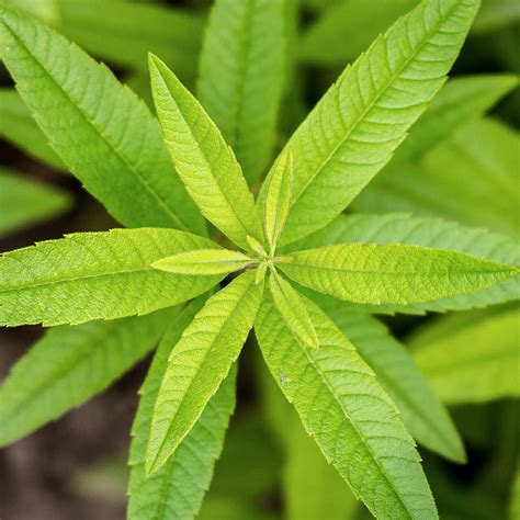 Lemon Verbena Base - Creative Formulas