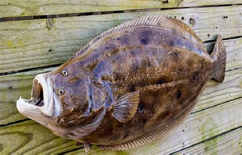 Камбала-ерш отличие от камбалы: разница во вкусе и пищевой ценности, пользе