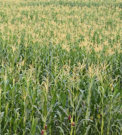 Punjab offers Rs 17,500/hectare incentive for paddy-to-maize shift on ...