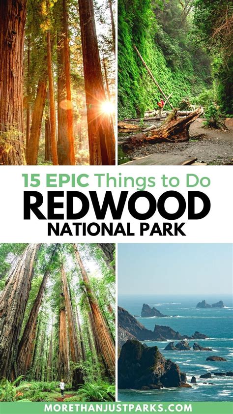 15 epic things to do in redwood national park and state parks | redwood national parks must see ...