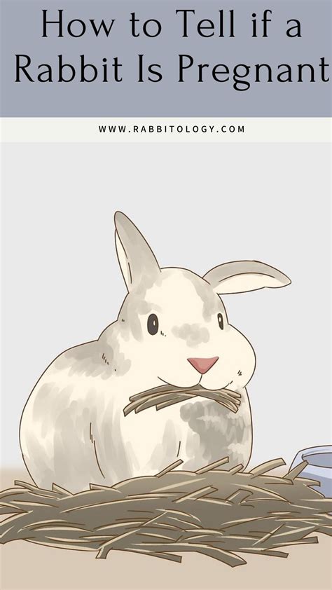 How Long Do Bunnies Stay Pregnant For at Kellie Jackson blog