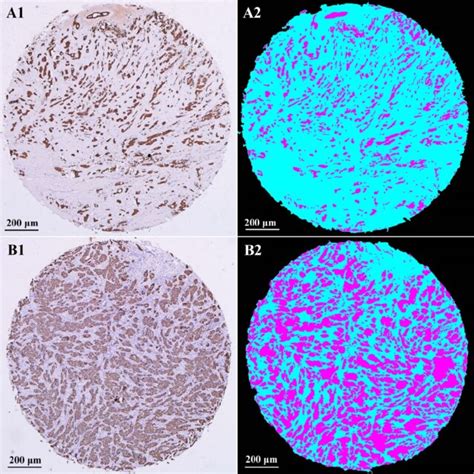 Image result for IHC Staining