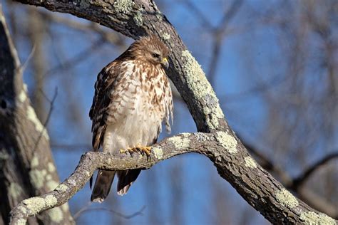 Bird Walk at Ridley Creek State Park (Parque/Mansion area), Parque ...