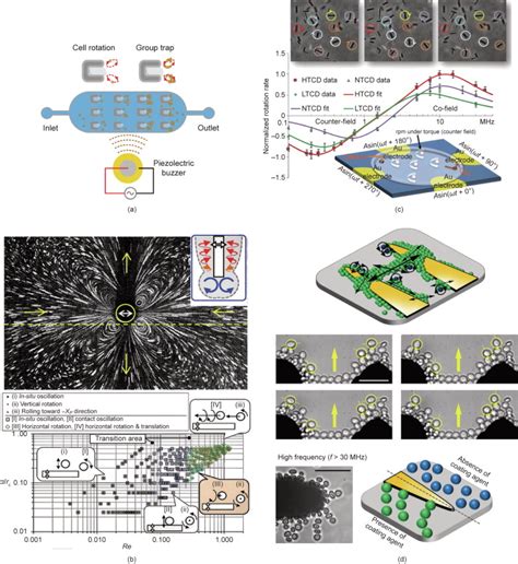 Rotation Processing 的图像结果