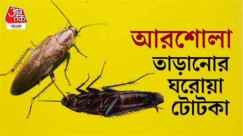 Cockroach removal arshola taranor upay - Cockroach Removal Home ...