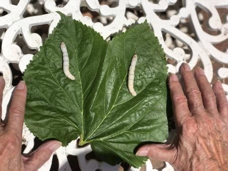 El gusano de seda reclama volver a la naturaleza