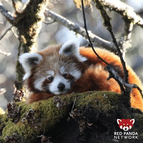 Red Pandas Love the Snow and Are Well Adapted To It