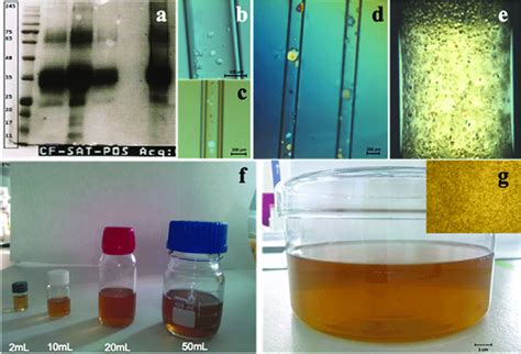 Image result for Protein Crystallization Protocol