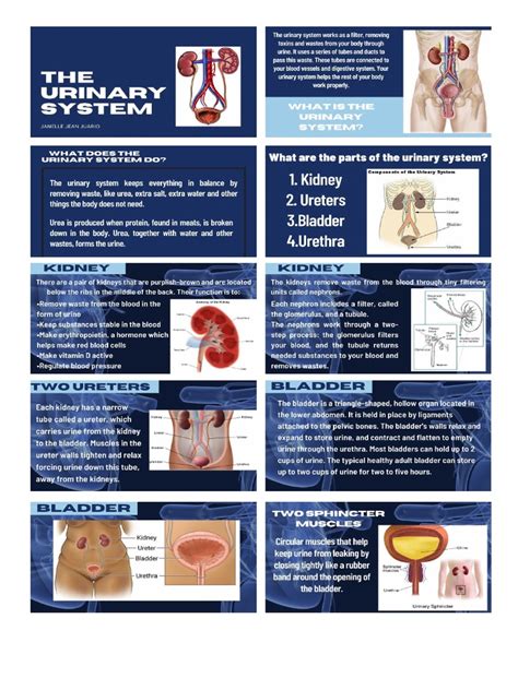 Image result for Urinary System.pdf