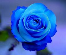 Home Screen Blue Roses Wallpaper by Blue Live Wallpaper For Android Apk Home Screen Blue Roses Wallpaper