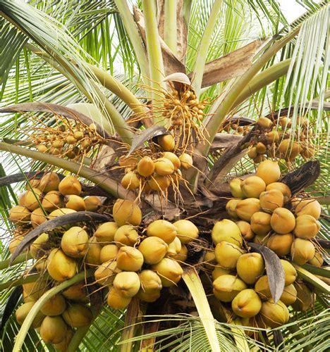 ICAR-Central Plantation Crops Research Institute