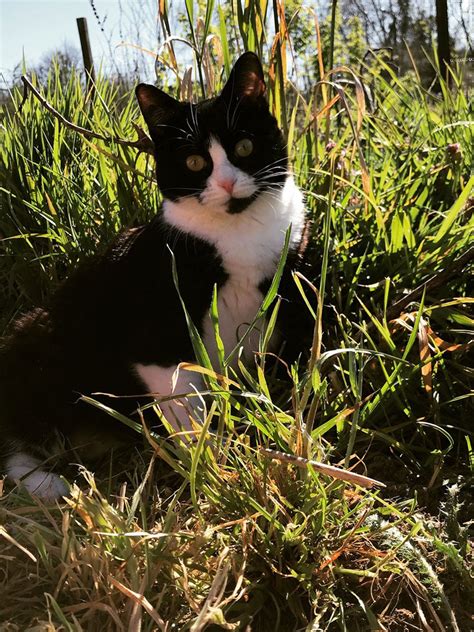Learn About Types Of Pet Friendly Weed Killer