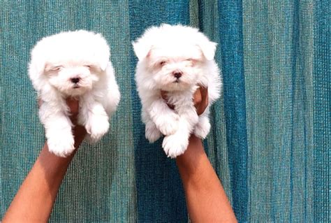 Teacup Maltese Puppy For Sale in Delhi, Gurgaon, Noida, Faridabad ...