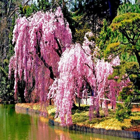 Japanese Weeping Flowering Cherry Tree at William Emery blog