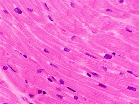 Cardiac Muscle Cell Microscope