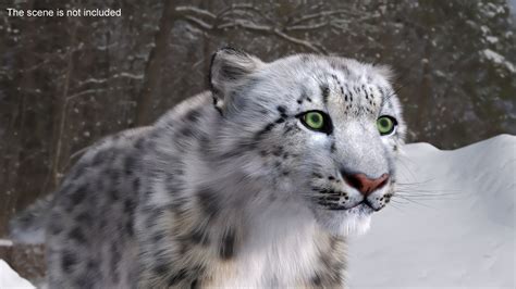 Snow Leopard Furry