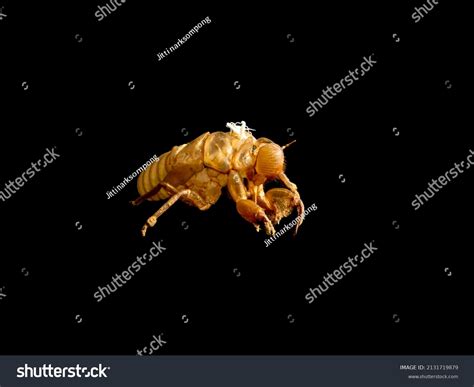 Image result for Empty Cicada Shell