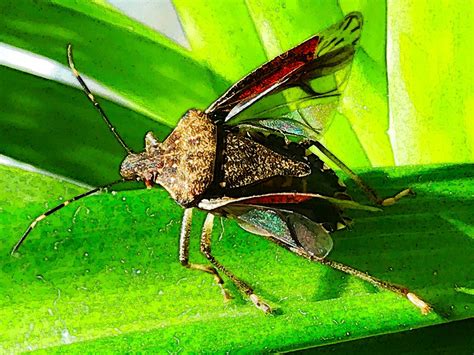 Stink Bug Preparing for Take-Off by Dan Ault | ArtWanted.com