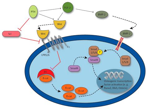 Current and Future Concepts for the Treatment of Impaired Fracture Healing