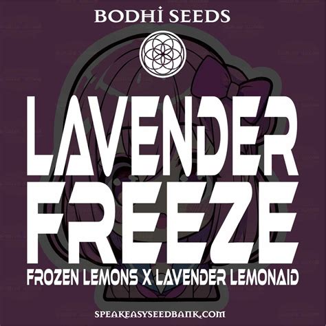 Lavender Freeze strain | An Icy Dreamscape Under The Moonlight