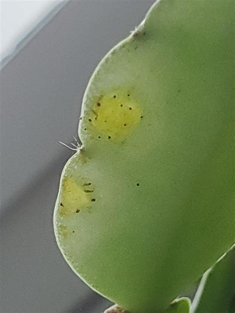 Weird bugs eating my christmas cactus - who knows what kind of bugs they are? : r/plants