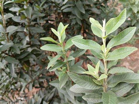 Image result for Dwarf Guava Tree
