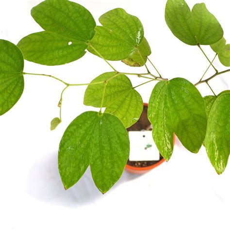 Bauhinia purpurea – Purple Spring Flowering Tree
