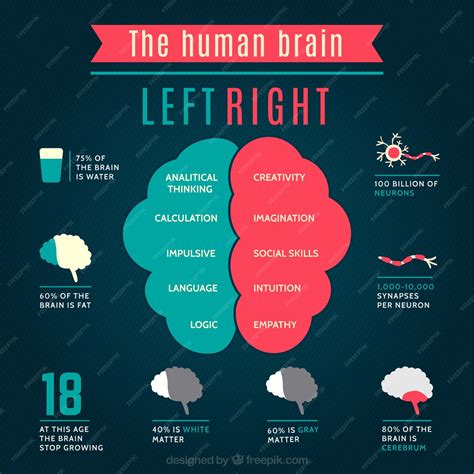 Human Brain Explained 的图像结果