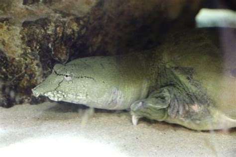 Image result for Soft Shell Turtle Tank