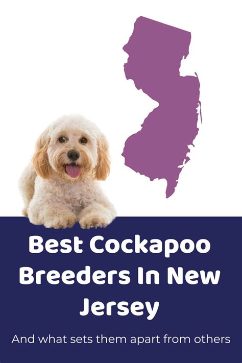 Image result for Cockapoo Breeders