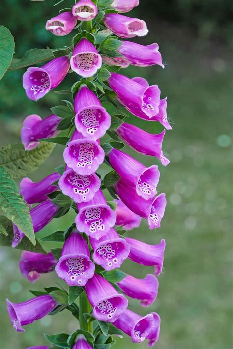 Digitalis Genus at Lisa Wilkes blog